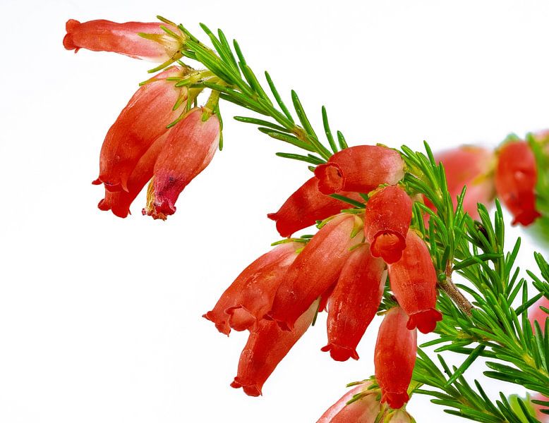 Macro of a red heather flower by ManfredFotos
