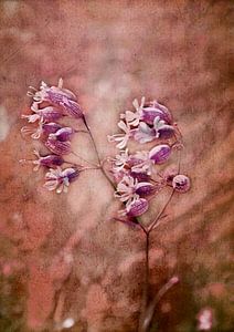 Wildblume von Roswitha Lorz