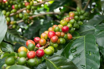 Koffieplant met koffiebonen in groen, oranje en rood van Tim Verlinden