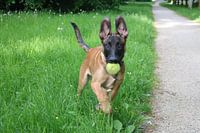 Mechelse herder pup met staande oren