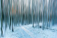 Winter bos.