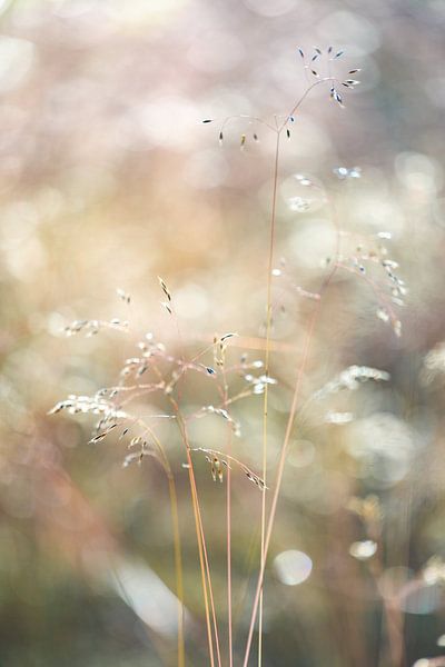 Summer grass by Dennis Claessens