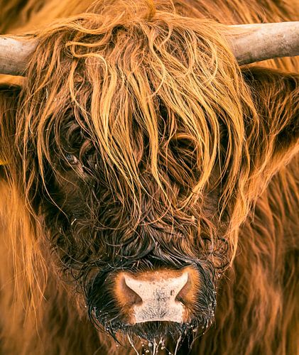 Scottish Highlander cattle close up portrait by Sjoerd van der Wal Photography
