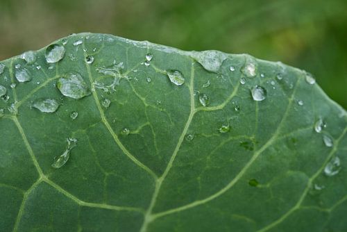 Groene kool met regendruppels
