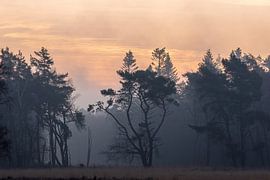 feeërieke bomen van Tania Perneel