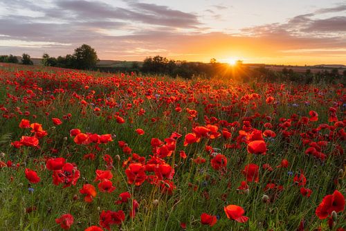 Poppy field at sunrise