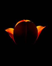 „Ember Tulip Vl“ van Ember Bloom