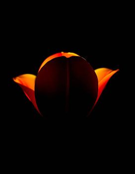 « Ember Tulip Vl »