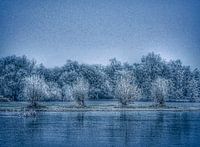 Het glazen bos