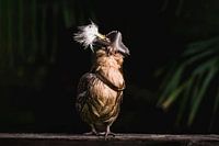 Kleine kip piraat, tiny chicken pirate