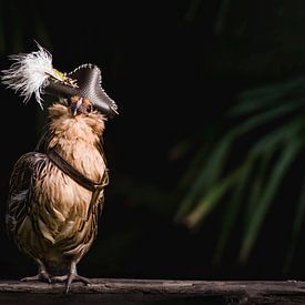 Tiny chicken pirate by Corrine Ponsen