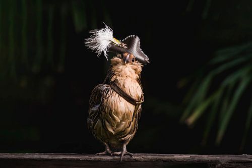 Kleine kip piraat, tiny chicken pirate