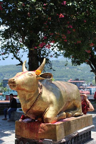 Nepal, holy cow, temple