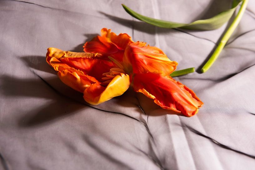 Snapped french tulip by Roland de Zeeuw fotografie