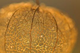 Close up van de structuur van een gouden lampion (Physalis) van Birgitte Bergman