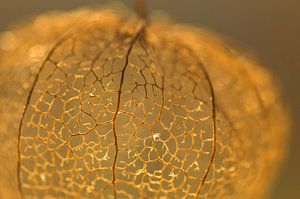 Nahaufnahme der Struktur einer Goldlaterne (Physalis)