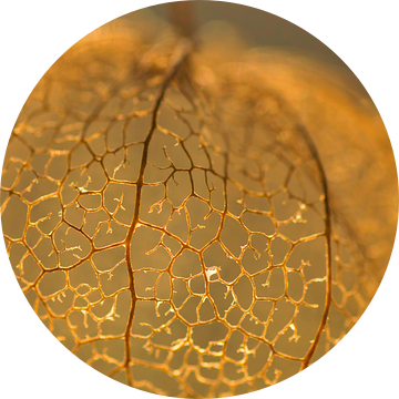 Close up van de structuur van een gouden lampion (Physalis) van Birgitte Bergman