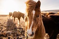 IJslandse paarden