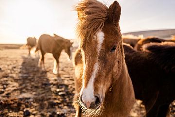 IJslandse paarden van VeraMarjoleine fotografie