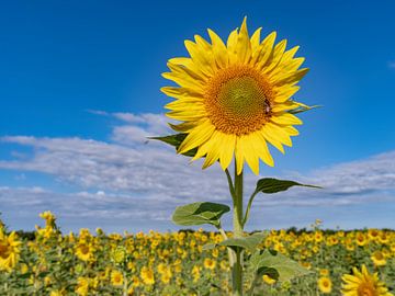 Die Sonnenblumenfelder in der Provence sind wunderschön! von Hillebrand Breuker