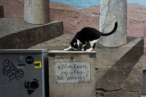 Kat bij muurschildering, Utrecht sur Robert van Willigenburg