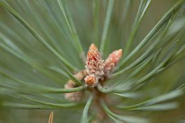 Small still-developing pine cones in a halo of pine needles by Photo Pim
