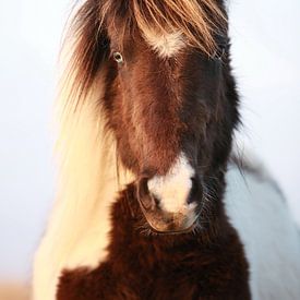 Pony by Jana Behr