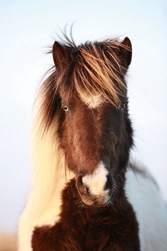 Pony