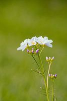 Pinksterbloem 