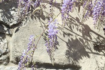 shadow play