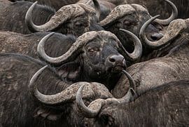 Gemeente Buffalo
