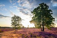Blühende Heidekrautpflanzen während des Sonnenaufgangs im Sommer von Sjoerd van der Wal Fotografie Miniaturansicht