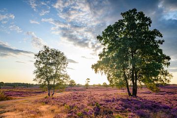 Plantes de bruyère en fleurs au lever du soleil en été sur Sjoerd van der Wal Photographie