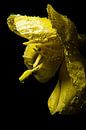 Yellow flower van Alexander van der Sar thumbnail