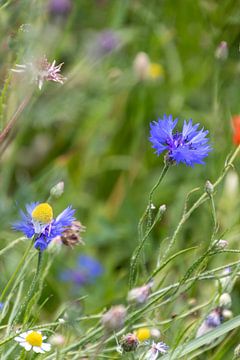 beautiful plants along the side of the road