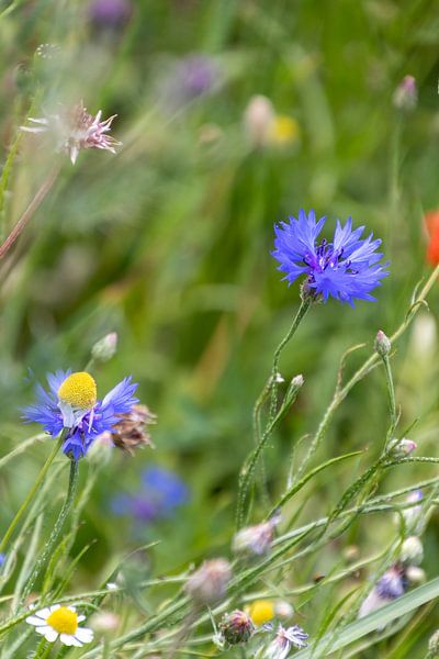 schöne Pflanzen am Straßenrand von Mitchel van Doorn