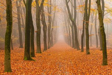 Sentier à travers un paysage de hêtres brumeux sur Sjoerd van der Wal Photographie