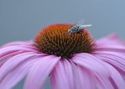 Fliege auf der Echinacea von Christa Thieme-Krus Miniaturansicht