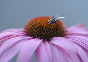 Fliege auf der Echinacea