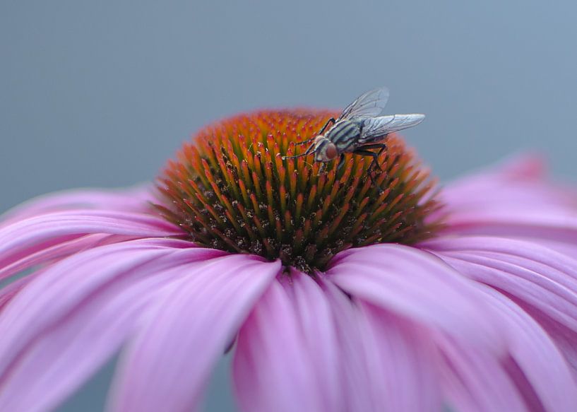 Fliege auf der Echinacea von Christa Thieme-Krus