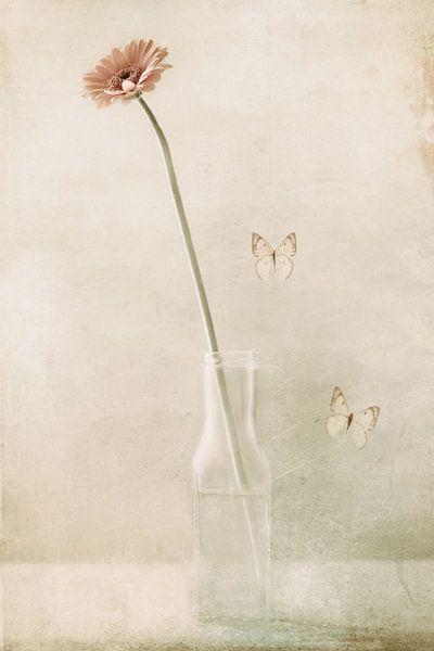 Miss Daisy by Delphine Devos
