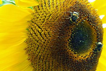 coeur de tournesol avec abeille sur wil spijker