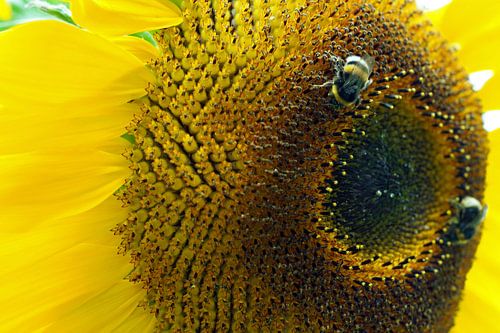 hart van zonnebloem  met bij