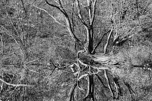 Spiegelung Baum im Winter