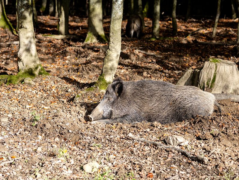 She lets herself be warmed by the autumn sun by Harald Schottner