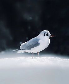 Mouette sur Maria Almyra