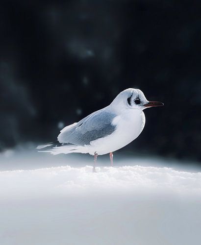 Seagull