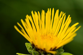 Elecampane flower by Andreas Paul