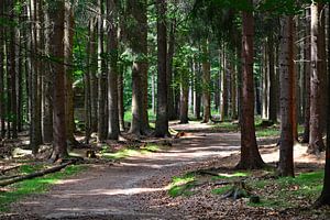 Ein Waldweg zum Waldwalken