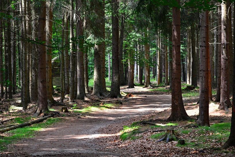 Un chemin forestier pour faire du walking en forêt par Ingo Laue